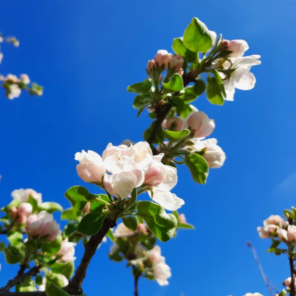 Rosa Blütenknospen und hellgrüne Blätter vor einem strahlend blauen Himmel im Frühling